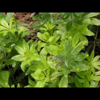 Gaillet odorant, Galium odoratum  (fam. Rubiacees) (2)